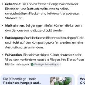 BlattminimiererRuebenfliege 2026-05-15 18.13.